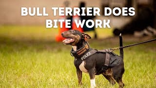 Can This Bull Terrier Do Bite Work  Grassroots K9 [upl. by Naesyar]