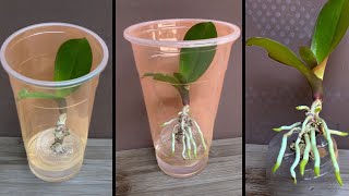 This tip helps orchids quickly take root and produce young leaves [upl. by Eatnuhs700]