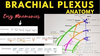 Brachial Plexus Anatomy  Easy Mnemonic  Upper Limb Anatomy [upl. by Venetia]