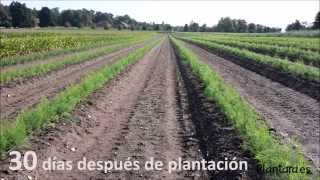 PLANTACIÓN DE PLANTA DE ESPÁRRAGO PLANTA EN MACETILLA O CEPELLÓN VIVEROS PLANTARA [upl. by Christen]