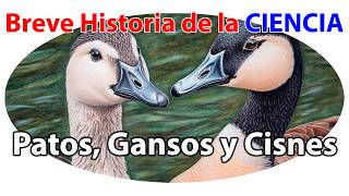 Biología de Patos Gansos y Cisnes Los Reyes del Agua y su Impacto en la Naturaleza 🦆🦢 [upl. by Hinze298]