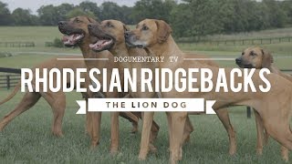 ALL ABOUT RHODESIAN RIDGEBACKS THE AFRICAN LION HUNTING DOG [upl. by Esenwahs163]