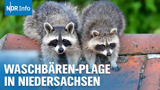 Waschbärenplage in Deutschland Was tun wenn die Räuber zum Problem werden  NDR Info [upl. by Ybsorc]