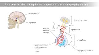 Le complexe hypothalamohypophysaire [upl. by Ahiel]