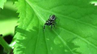 Bronze Jumping Spider Salticidae Eris militaris Male on Leaf [upl. by Aehtorod602]