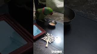 Chain ho ❤️🦜 love song parrot funny [upl. by Roosnam757]