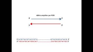 Comment choisir les amorces de PCR [upl. by Nanor]