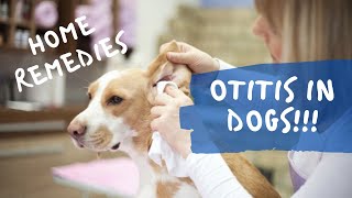 🍵HOME REMEDIES for OTITIS IN DOGS and Prevention [upl. by Rehtnug]