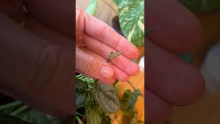 Mealy Bug Removal Hack for Houseplants [upl. by Ymmak]