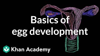 Basics of egg development  Reproductive system physiology  NCLEXRN  Khan Academy [upl. by Idyak893]