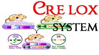 Cre lox recombination system [upl. by Julina]