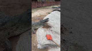 Why is this man feeding mud to the crocodile 😱 shorts ytshorts [upl. by Leur]