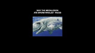 Why The Megalodon Ate Sperm Whales Faces [upl. by Anaugahs]