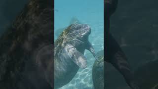 🌊 Meet the Adorable Sea Cow Florida Manatees 🐋  USA Travel [upl. by Aisereht]