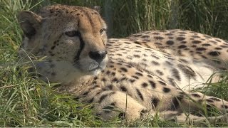 Hamerton Zoo Park in 4K  201509 [upl. by Muscolo]