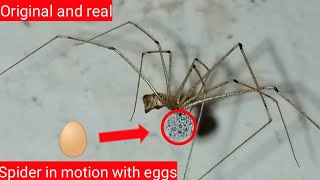 House spider long legs with eggs in motion [upl. by Hathaway]