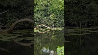 Four terrapins sunbathing Sankey canal [upl. by Tav782]