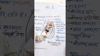 structure of ovule ।। bijand ki sanrachana।। biologyclass12 biology ovule pistil ncert neet [upl. by Greenleaf]