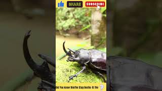 The Stag Beetle The Most Expensive Insect in the World facts stagbeetles oedemeridae shorts [upl. by Halika277]