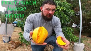 Fruit Punch Mango Review and Growing Tips [upl. by Plath17]