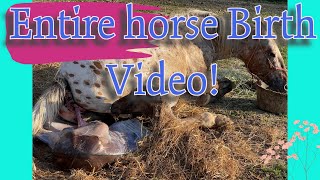 Pregnant appaloosa horse gives birth  Entire foaling Birth Video  pregnant horse birth [upl. by Rap211]