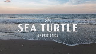 Loggerhead Sea Turtles Glimpse the Start of a Remarkable Journey [upl. by Nairolf228]