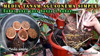 Media Tanam Aglaonema Simple dengan 3 Bahan Hasilnya Subur akar joss juga aglaonemach80 [upl. by Yevrah41]