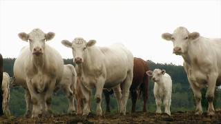 Production de bovins laitiers et de veaux dembouche  Ferme GMR Bic [upl. by Montano941]