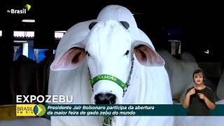 Expozebu volta a ser presencial em Uberaba [upl. by Bobbee]