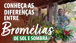 CONHEÇA as DIFERENÇAS ENTRE BROMÉLIAS DE SOMBRA E SOL [upl. by Couchman]