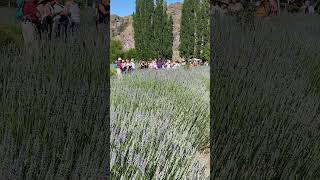 Festival de la cosecha de la Lavanda en Lavandas del Limay  Visita Guiada [upl. by Oigroig]