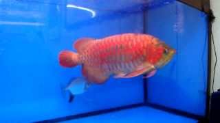 大型魚混泳水槽  巨型紫艷紅龍Giant Purple Red Arowana [upl. by Dyrraj]