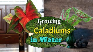 Growing Caladiums in Water [upl. by Ennaira]