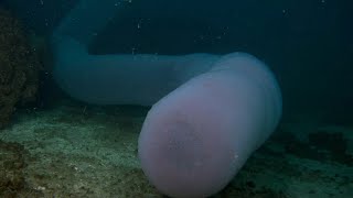 GIANT PYROSOME A superorganism  Oceana [upl. by Jayson]