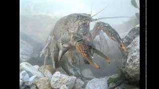 Americas Crayfish Crawling In Troubled Waters Also see httpsjustapediaorgwikiCrayfish [upl. by Cruickshank]