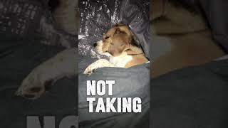 Beagle School… beagles dogmeme dogmemes funnydogs funnymemes dogshorts doglovers [upl. by Ateuqram]