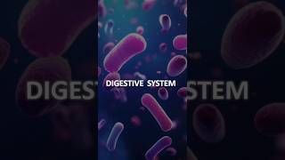 Digestive system  Alimentary Canal viralvideo shorts trending shortfeed [upl. by Nirtiak]