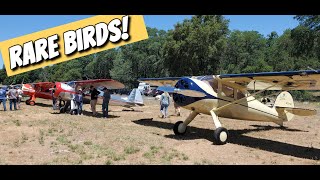 Rare Luscombe Phantoms and Model 4 at Columbia CA today [upl. by Hogle345]