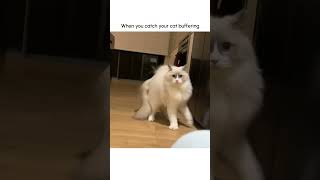 Funny Cat Hops Weirdly Towards Pet Parent [upl. by Sandro324]