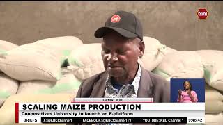 Aggregation platform launched to scale up maize production [upl. by Aneetsirk]