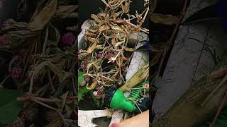 How to collect Gomphrena plant seeds easyhomegardening plantseeds gardeningideas [upl. by Elleirol]