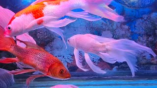 Relax with Colorful Fish and Calming Water Sounds  ASMR Deep Relaxation [upl. by Federica]