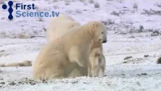 Polar bears and dogs playing in the artic [upl. by Griseldis242]