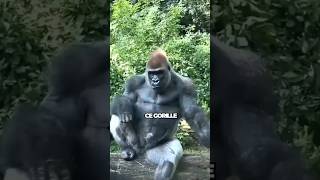 Lincroyable puissance des gorilles les rois de la jungle  Gorille Singe Sauvage [upl. by Adnilema904]