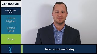 How will the Jobs Report Friday affect Livestock futures 93024 [upl. by Verla]