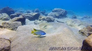 Chizumulu Island  Lake Malawi Cichlids  HD Underwater Footage [upl. by Hans]