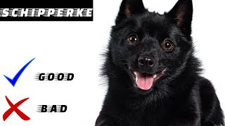 Schipperke Pros And Cons  Everything you need to know  Decision making video [upl. by Tad815]