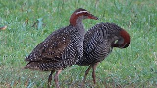 Buffbanded Rail Birds of Samoa [upl. by Sitruc]