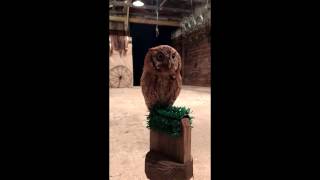 Cutie screech owl attacks when people make cooing preylike noises [upl. by Luemas103]