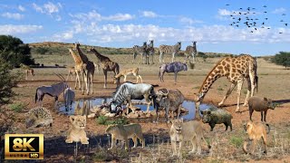 8K African Wildlife Tarangire National Park  Scenic Wildlife Film With Real Sounds [upl. by Iglesias]